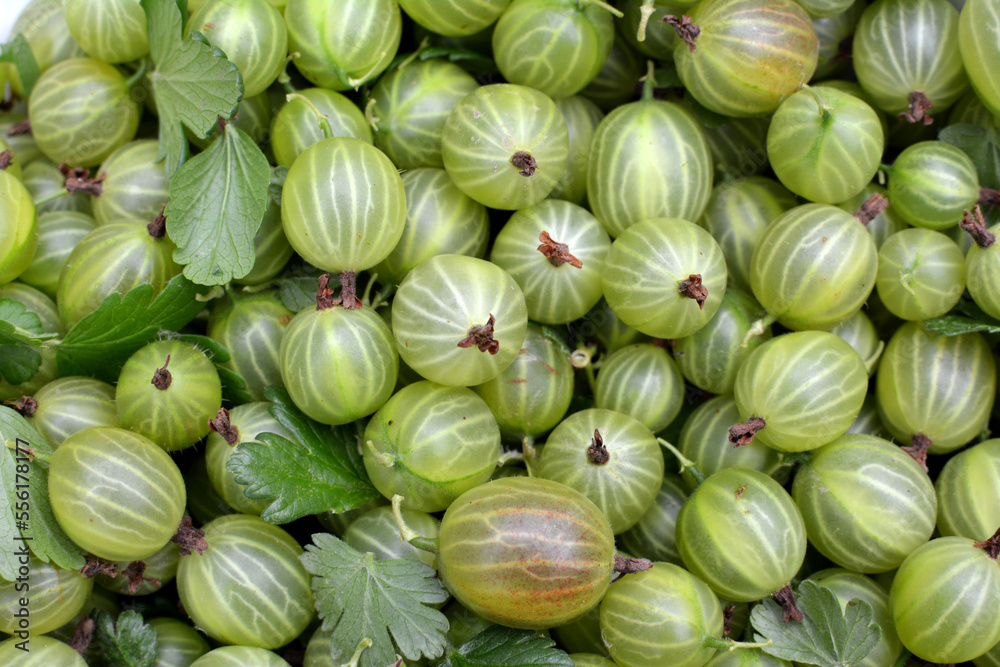 Harvested ripe berries gooseberries Harvested ripe berries gooseberries