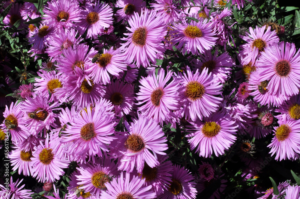 Perennial bush asters are blooming in the garden Perennial bush asters are blooming in the garden