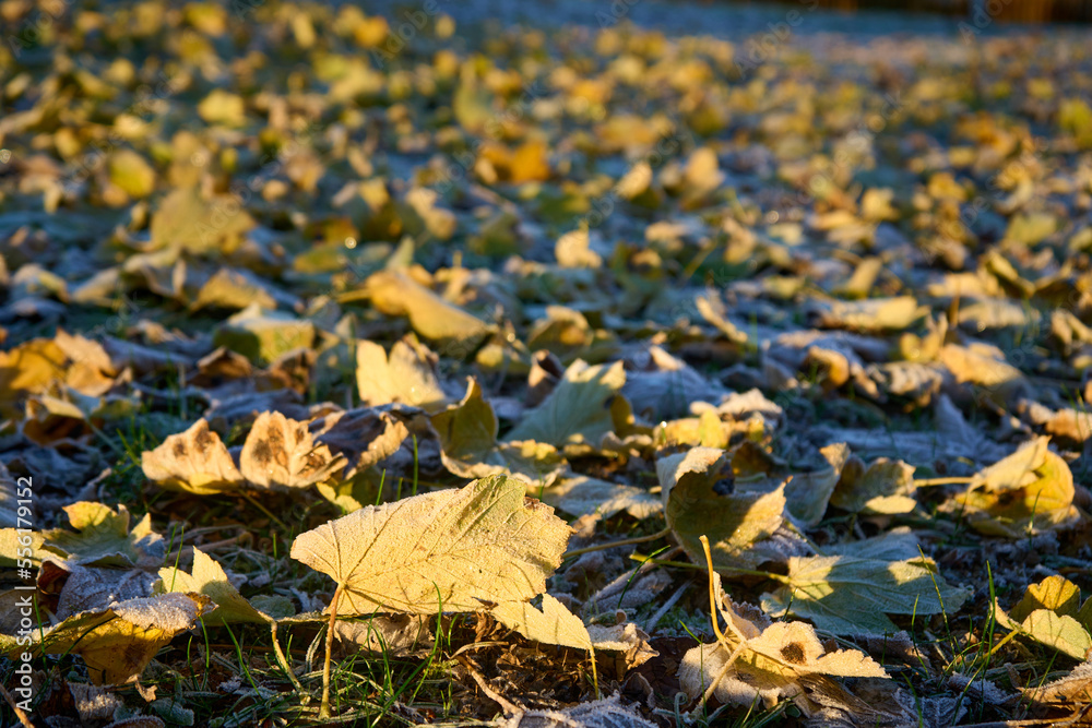 Fallen leaves lying on frozen ground illuminated by the sun in a morning Fallen leaves lying on frozen ground illuminated by the sun in a morning
