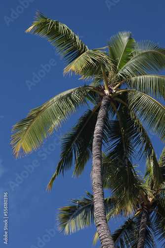 Wallpaper Mural Vertically oriented beautiful palm tree in a deep blue sky

 Torontodigital.ca