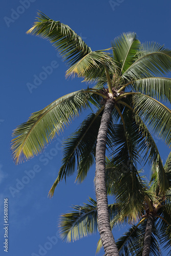 Vertically oriented beautiful palm tree in a deep blue sky