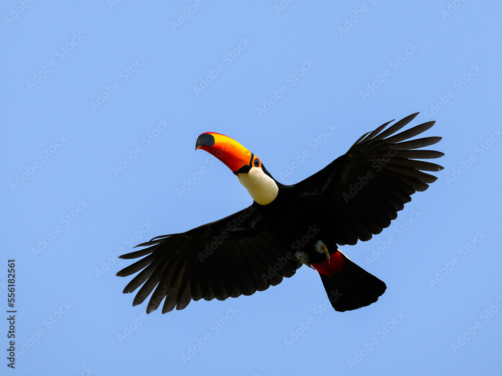 Obraz premium Toco Toucan in flight against blue sky