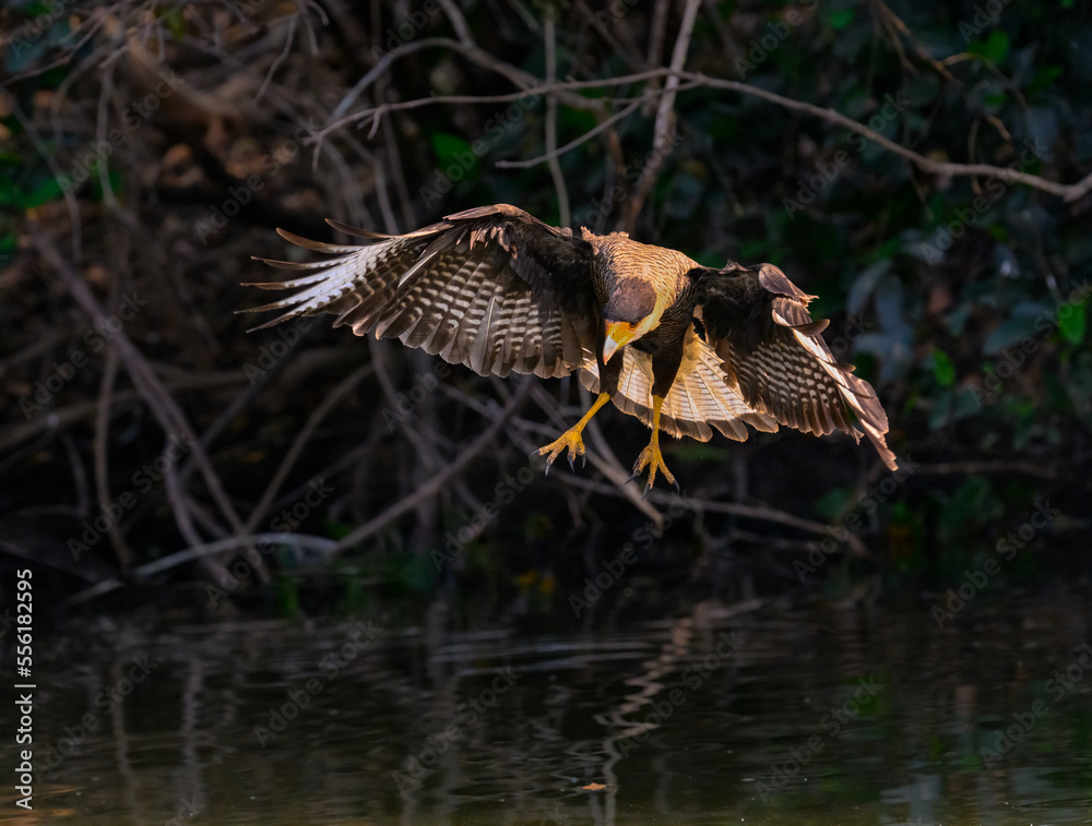 Fototapeta premium Crested Caracara in flight fishing on the river 