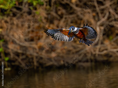 Ringed Kingfisher in flight, diving for the fish