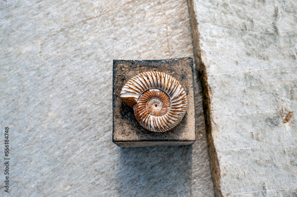 Ocean Elements still life photography. Seashells photographed in natural light on stone. 