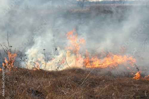 Dry grass burning on field during day close-up. Burning dry grass in field. Flame, fire, smoke, ash, dried grass. Smoking wild fire. Ecological disaster, environment, climate change, ecology pollution © mari1408