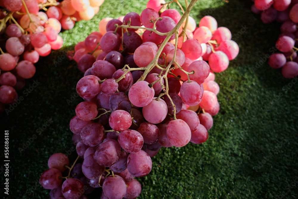 Fototapeta premium Seasonal ripe grapes. Assortment of different types of grapes at the farmer's market