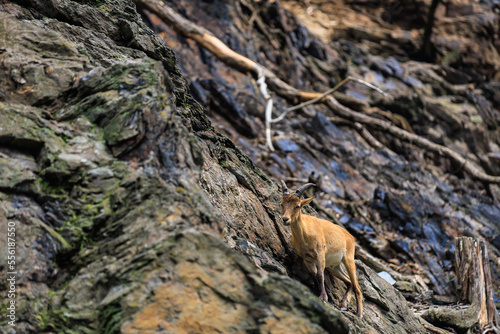 Alpine ibex. Background with selective focus and copy space