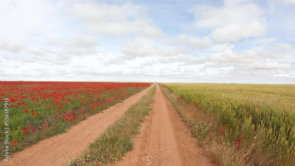 Camino de Madrid - dirt road through agricultural fields of poppies and wheat halfway between Wamba and Peñaflor de Hornija, Valladolid, Castile and Leon, Spain Camino de Madrid - dirt road through agricultural fields of poppies and wheat halfway between Wamba and Peñaflor de Hornija, Valladolid, Castile and Leon, Spain
