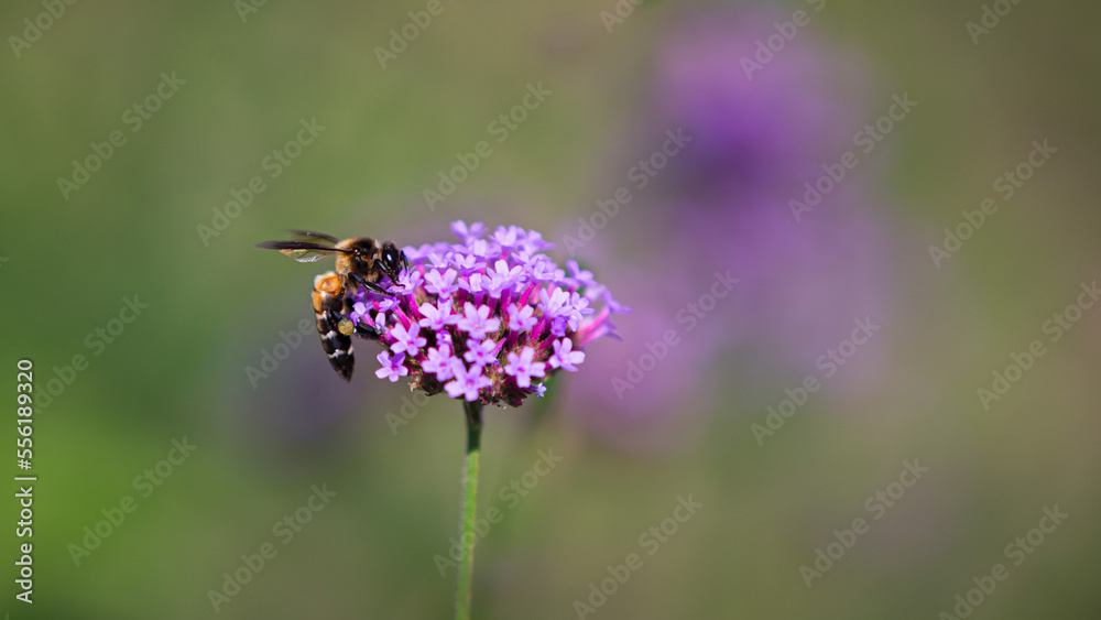 bee on a flower bee on a flower