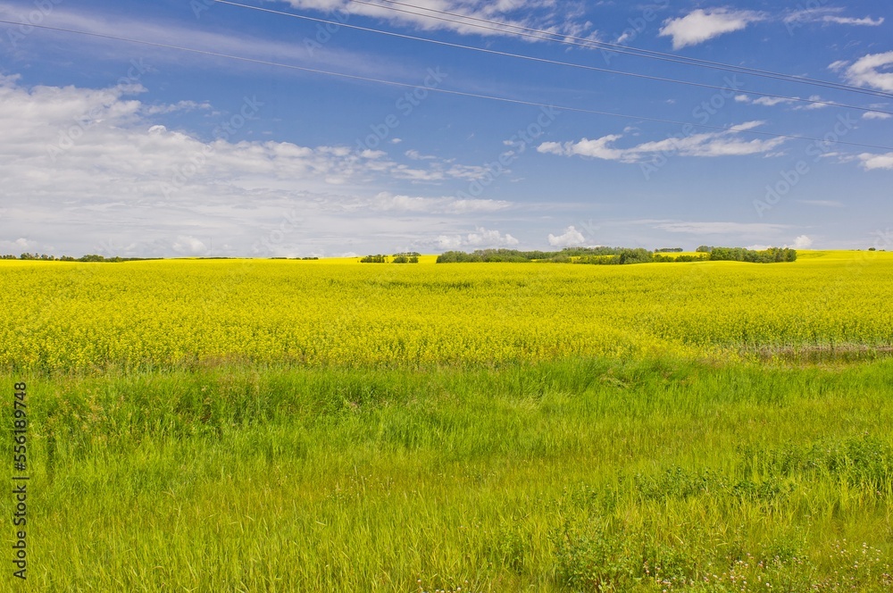 Fototapeta premium Bright yellow canola crop.