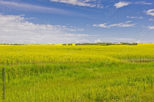 Bright yellow canola crop.