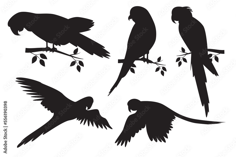 Vector parrot set. Cockatoo silhouette. Ornamental birds that are good at imitating human voices Vector parrot set. Cockatoo silhouette. Ornamental birds that are good at imitating human voices