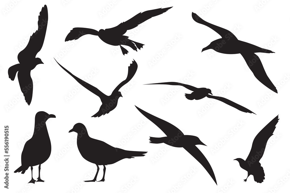 Obraz premium Vector illustration of an albatross bird. the Diomedeidae family. Large seabird in the order Procellariiformes