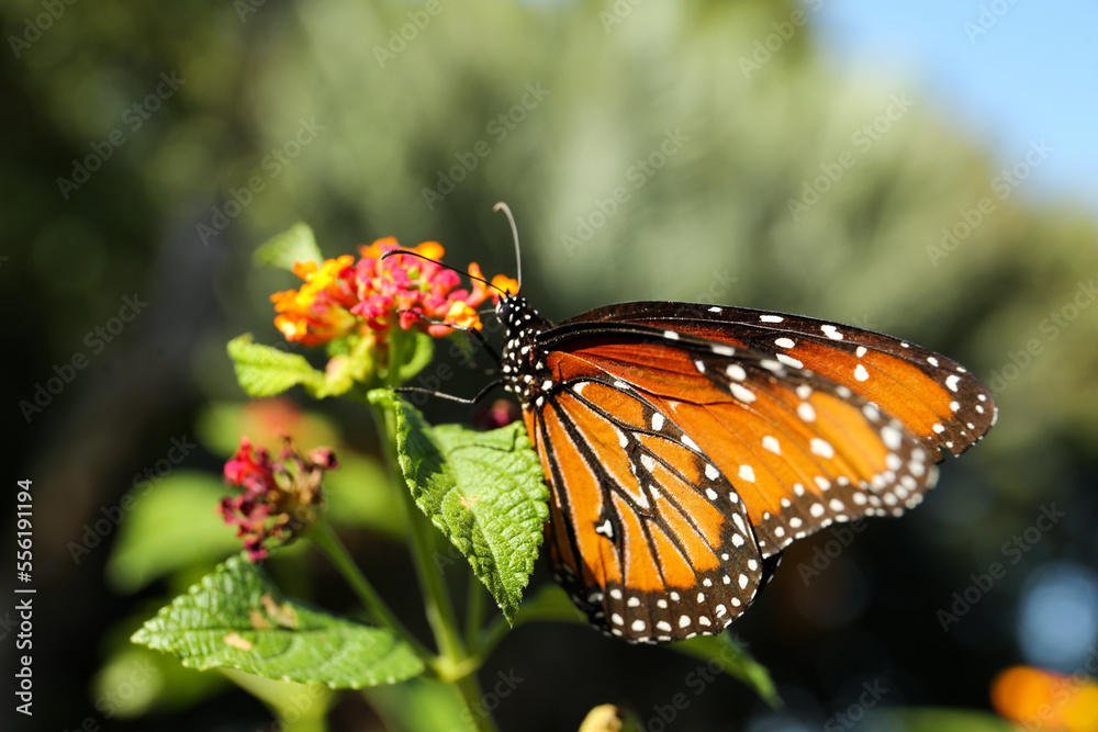 Fototapeta premium Beautiful orange Monarch butterfly on plant outdoors