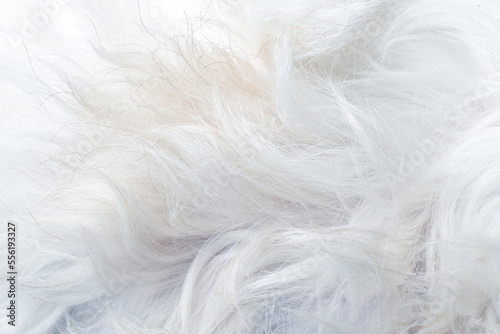 Abstract close-up white dog fur background texture