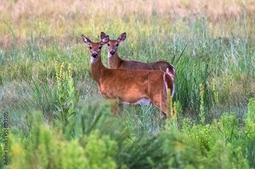 White tailed Deer stand at attention in a flourishing green field in the Summer.