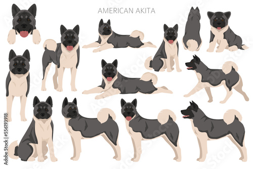 American Akita dog clipart. All coat colors set.  Different position. All dog breeds characteristics infographic