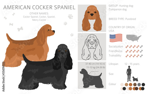 Принти на полотні American cocker spaniel all coat colors clipart