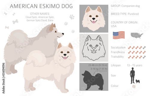 American eskimo dog all colours clipart. Different coat colors set