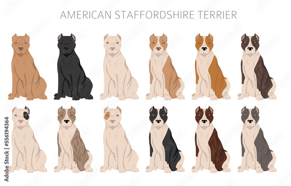 American Staffordshire Terrier Clipart Coat Colors Set All Dog Breeds American Staffordshire Terrier Clipart Coat Colors Set All Dog Breeds