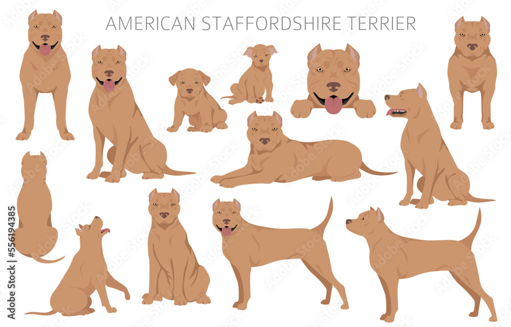 Fototapeta premium American staffordshire terrier clipart. Coat colors set. All dog breeds characteristics infographic