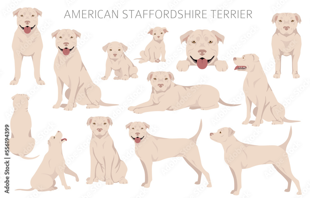 Obraz premium American staffordshire terrier clipart. Coat colors set. All dog breeds characteristics infographic