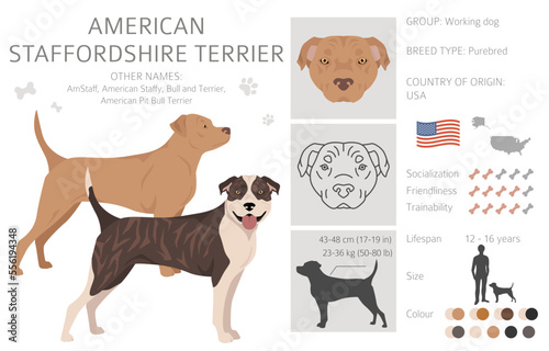 Принти на полотні American staffordshire terrier clipart