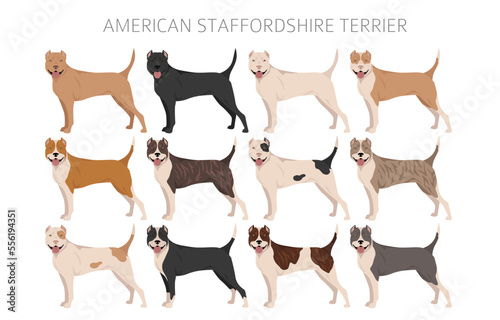 American staffordshire terrier clipart. Coat colors set.  All dog breeds characteristics infographic photo