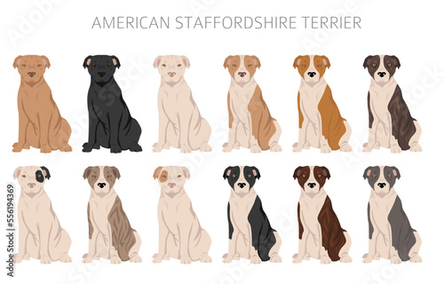 American staffordshire terrier clipart. Coat colors set.  All dog breeds characteristics infographic