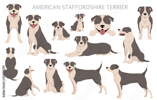 Fototapeta Naklejka Na Ścianę i Meble -  American staffordshire terrier clipart. Coat colors set.  All dog breeds characteristics infographic
