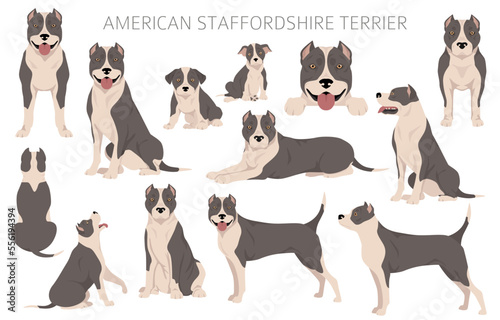 American staffordshire terrier clipart. Coat colors set.  All dog breeds characteristics infographic