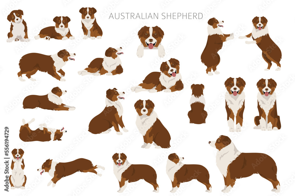 Australian shepherd clipart. Coat colors Aussie set.  All dog breeds characteristics infographic