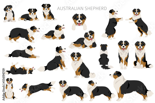 Australian shepherd clipart. Coat colors Aussie set.  All dog breeds characteristics infographic