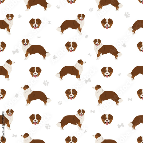 Australian shepherd seamless pattern. Background Aussie set