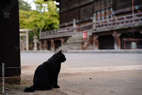 黒猫、ネコ、日本のネコ、神社と猫、護国寺、大本山、六地蔵、お地蔵さん、地蔵、仏像、寺、仏教、門、建物、東京、日本、観光、信仰、初詣、お参り、神聖、門、お布施、賽銭、灯篭、看板、文字、お寺、池袋、文化財、木、信仰、参道、道、空、青空、野外、