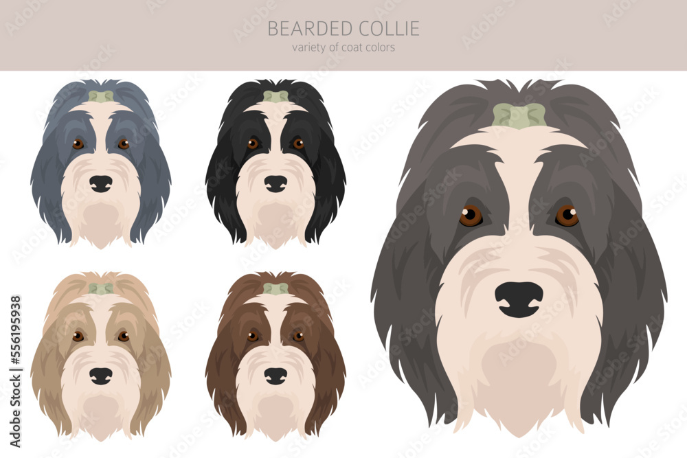 Bearded Collie dog clipart. All coat colors set.  Different position. All dog breeds characteristics infographic