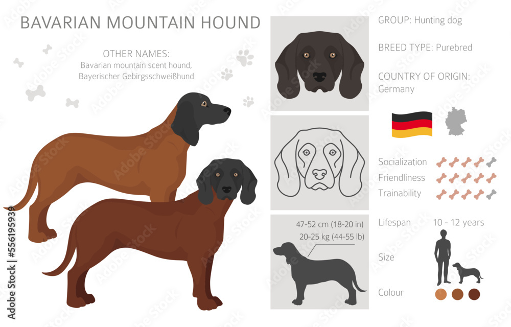 Bavarian mountain scent hound clipart. Different coat colors and poses set