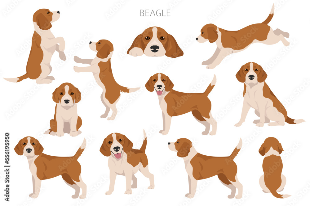 Beagle dog dog clipart. All coat colors set.  Different position. All dog breeds characteristics infographic