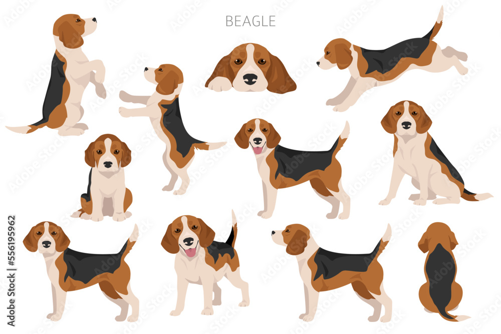 Beagle dog dog clipart. All coat colors set.  Different position. All dog breeds characteristics infographic - obrazy, fototapety, plakaty 