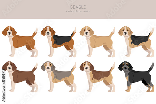 Beagle dog dog clipart. All coat colors set. Different position. All dog breeds characteristics infographic