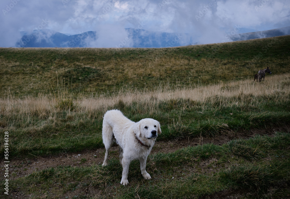 white dog is standing on a mountain looking into the camera white dog is standing on a mountain looking into the camera