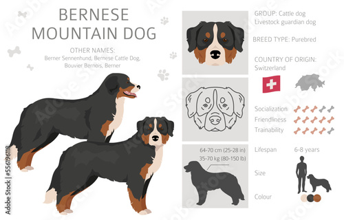 Bernese Mountain dog clipart. All coat colors set.  Different position. All dog breeds characteristics infographic