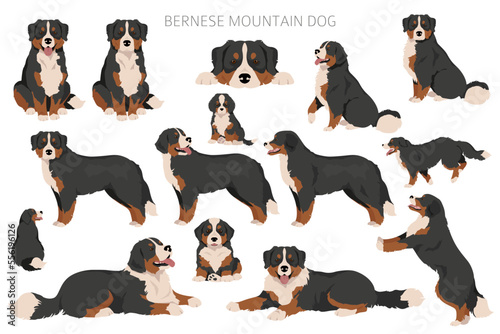 Bernese Mountain dog clipart. All coat colors set.  Different position. All dog breeds characteristics infographic photo