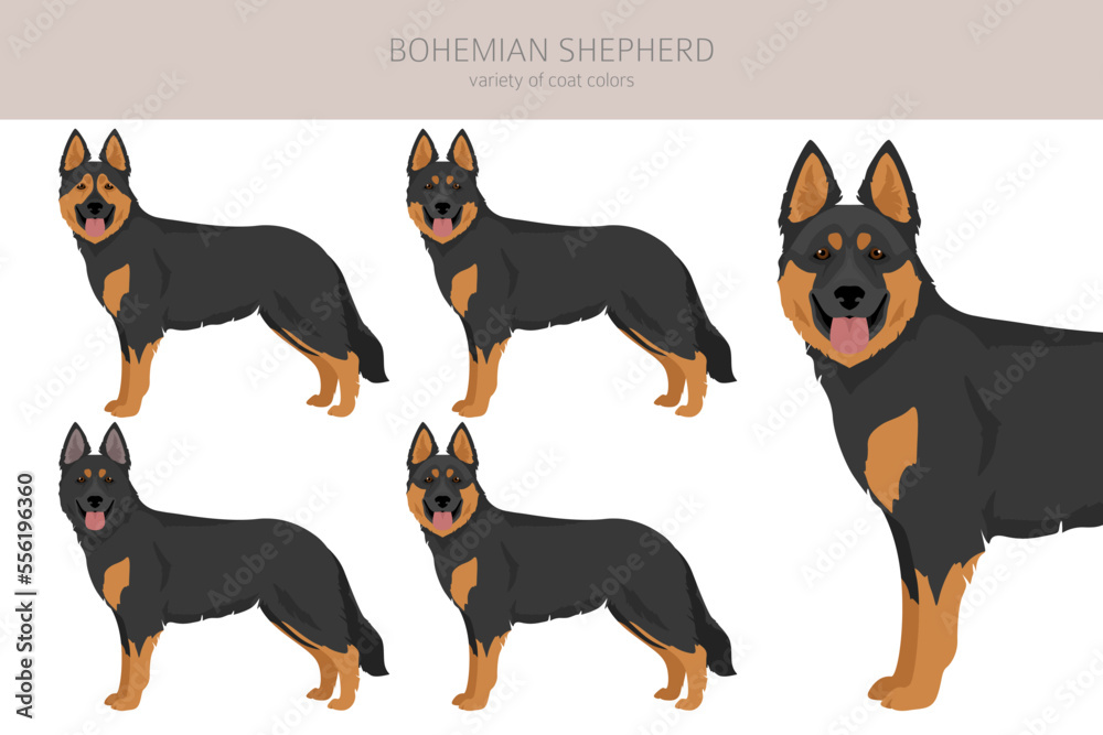 Bohemian Shepherd dog clipart. All coat colors set.  Different position. All dog breeds characteristics infographic