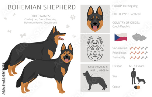 Bohemian Shepherd dog clipart. All coat colors set.  Different position. All dog breeds characteristics infographic