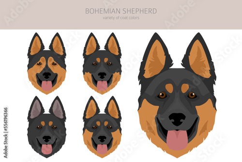 Bohemian Shepherd dog clipart. All coat colors set. Different position. All dog breeds characteristics infographic