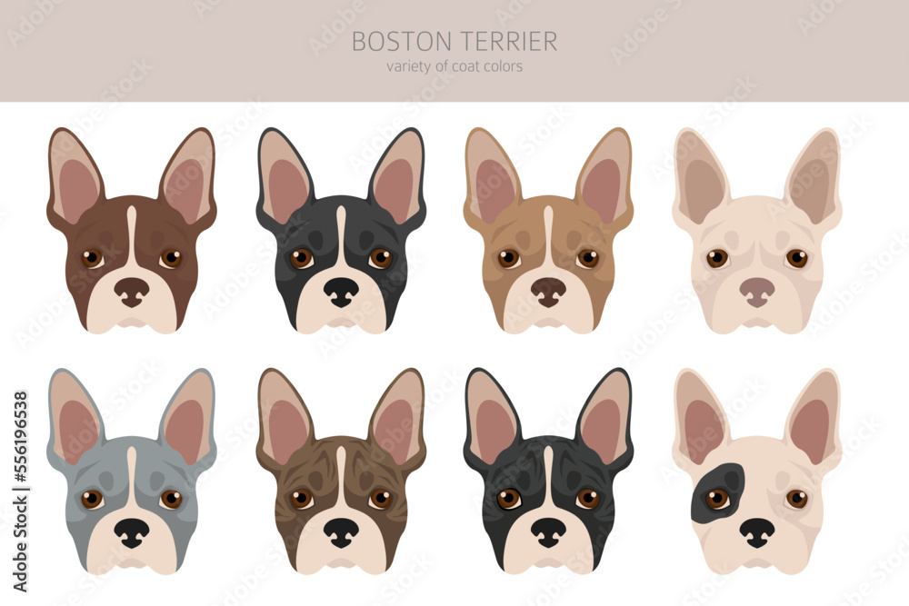 Boston Terrier dog clipart. All coat colors set.  Different position. All dog breeds characteristics infographic