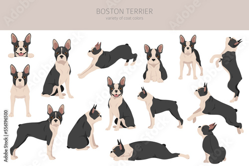 Boston Terrier dog clipart. All coat colors set.  Different position. All dog breeds characteristics infographic