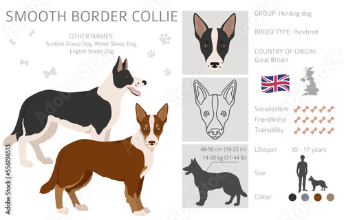 Smooth border collie clipart. Different poses, coat colors set